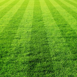 Rasen Sportrasen