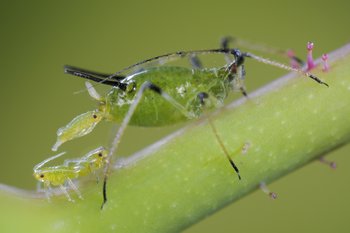 Neues Insektizid