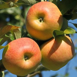 Obstbau Obstbau