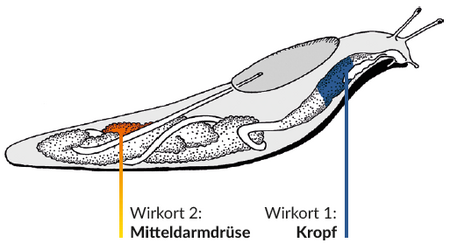 Das Schneckenkorn Sluxx HP wirkt auf den Kropf und die Mitteldarmdrüse der Schnecken