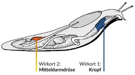 Wirkungsweise Das Schneckenkorn Sluxx HP wirkt auf den Kropf und die Mitteldarmdrüse der Schnecken